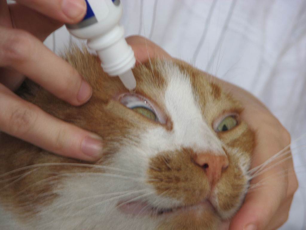 Гноятся глаза у котенка: чем лечить и как промыть в домашних условиях