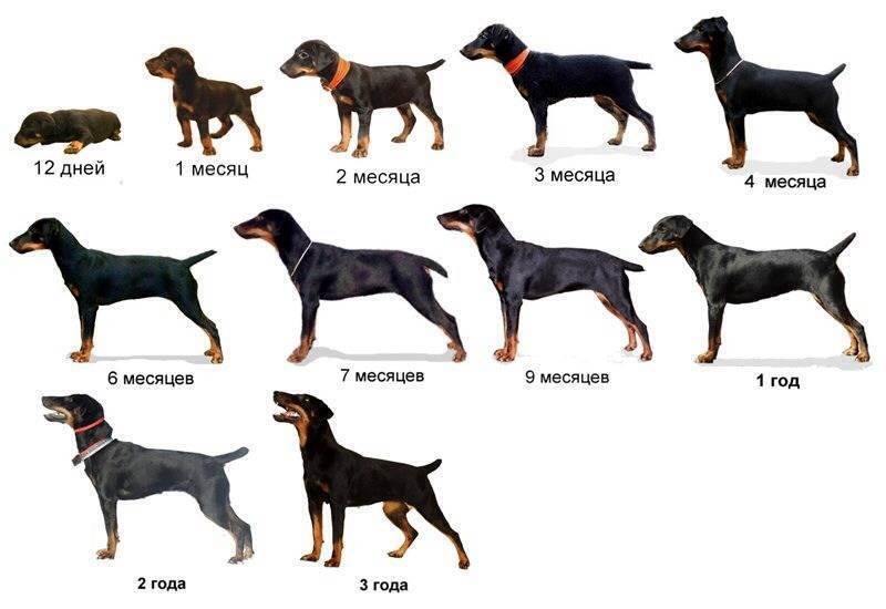 Средние породы собак: список, особенности внешнего вида и характера