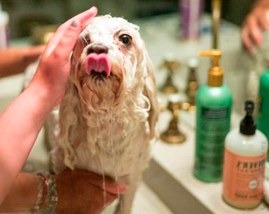 Можно ли мыть собаку шампунем, мылом, гелем для душа? | «дай лапу»