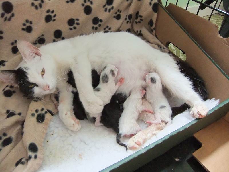 Как рожают кошки в первый раз. первые роды кошки что делать