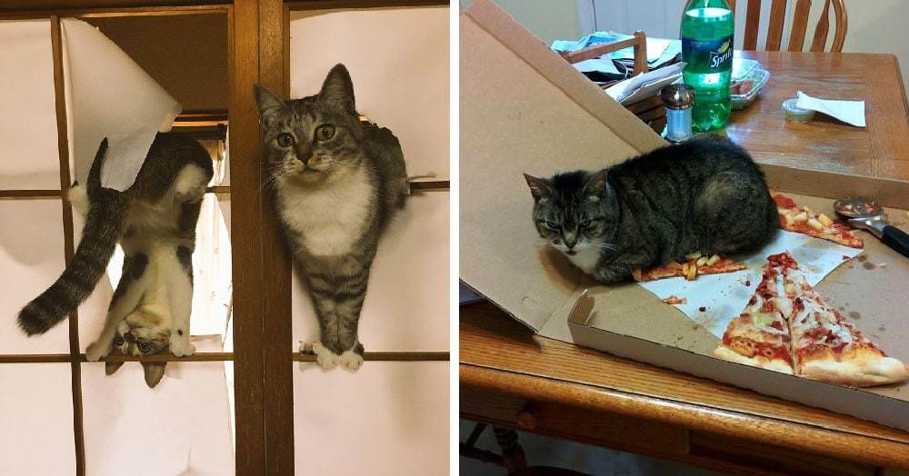 Кого лучше завести дома – кота или кошку?