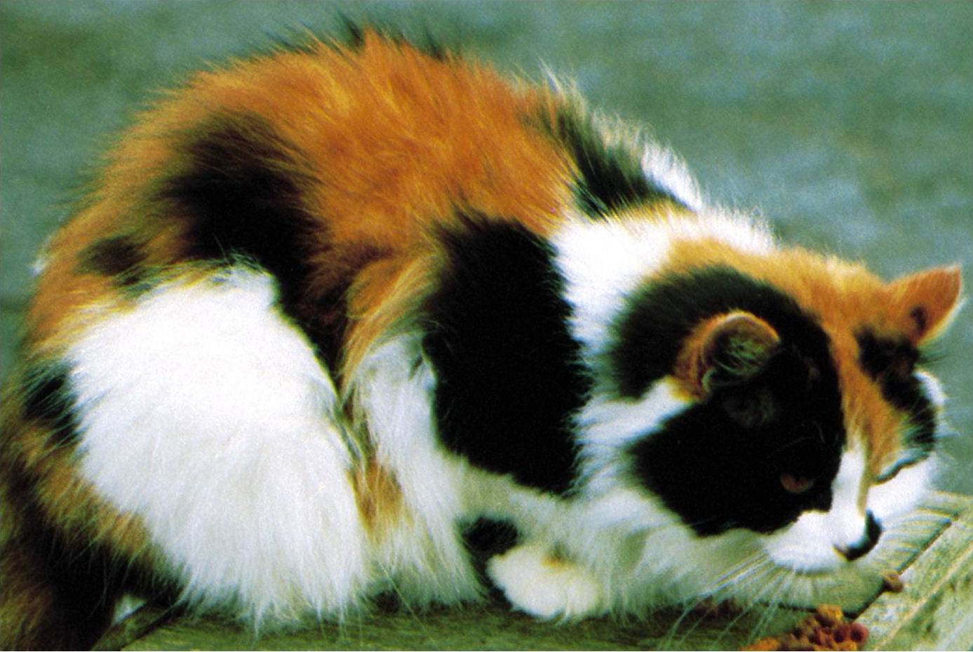 Трехцветная кошка