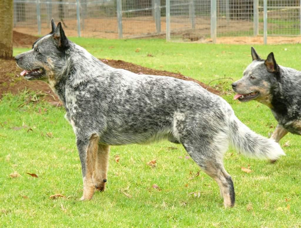 Австралийская пастушья собака | описание, характер, уход. питание