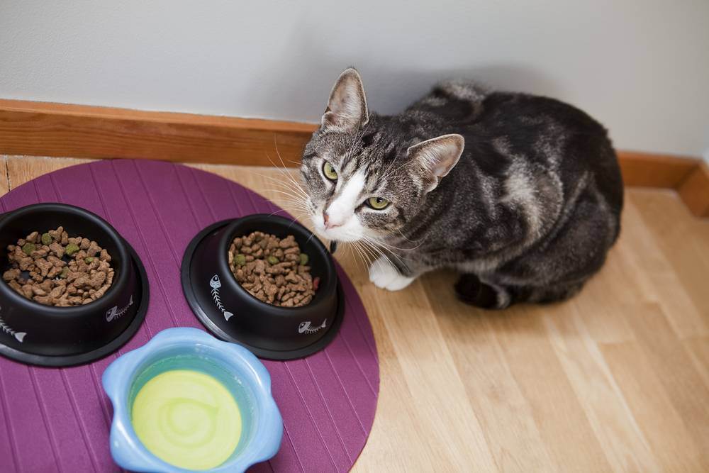 5 способов, как отучить кота или кошку от корма и приучить к домашней еде: как приучить к нормальной еде