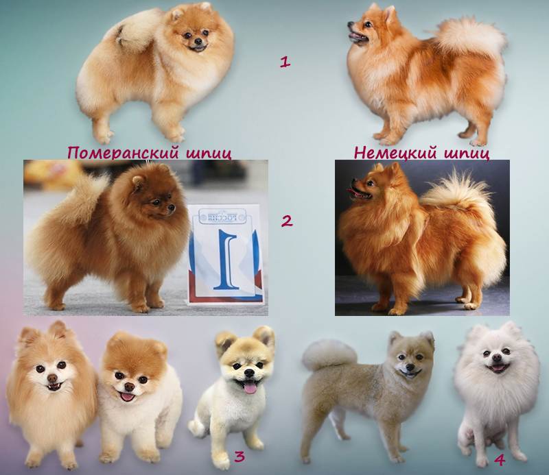 Как выглядит померанский шпиц: фото собак, описание стандарта, разновидности породы и основные окрасы + выбор щенка