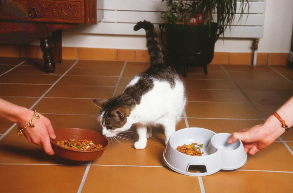 Кот не ест сухой корм: что делать? | муркоша