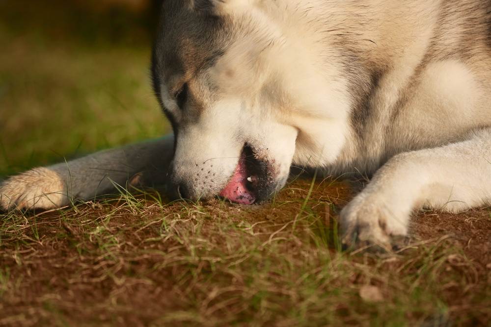 Собаки едят землю на улице: причины