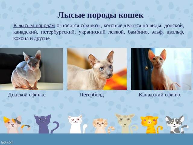 Бамбино: описание породы и характер котов - уход +видео и фото