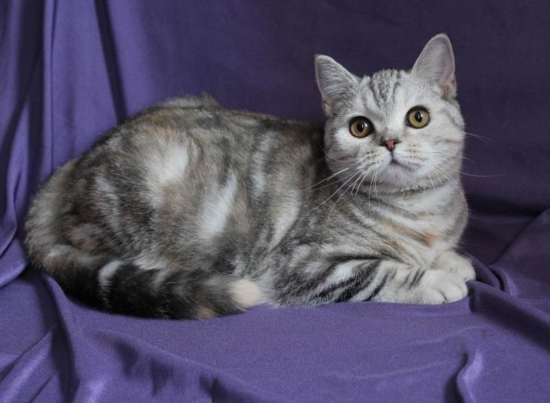 Скоттиш-страйт (шотландская прямоухая кошка) — фото, описание породы, характер, окрасы, цена