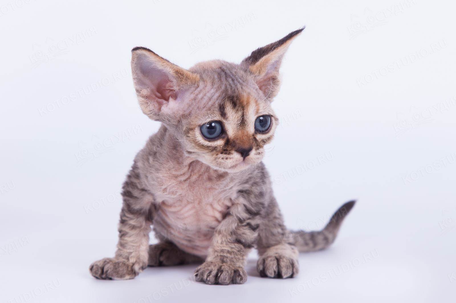 Порода кошек девон рекс: описание стандартов, характера и повадок