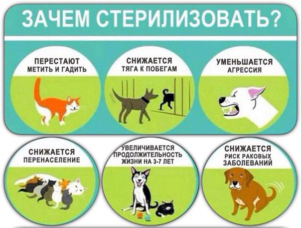Основные виды стерилизации кошек и собак | ветпрактика