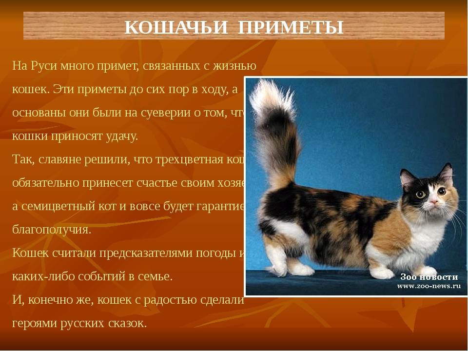 Приметы и суеверия связанные с трехцветными кошками