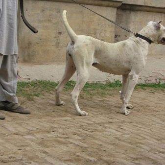 Описание породы собак пакистанский мастиф: характер, уход, предназначение