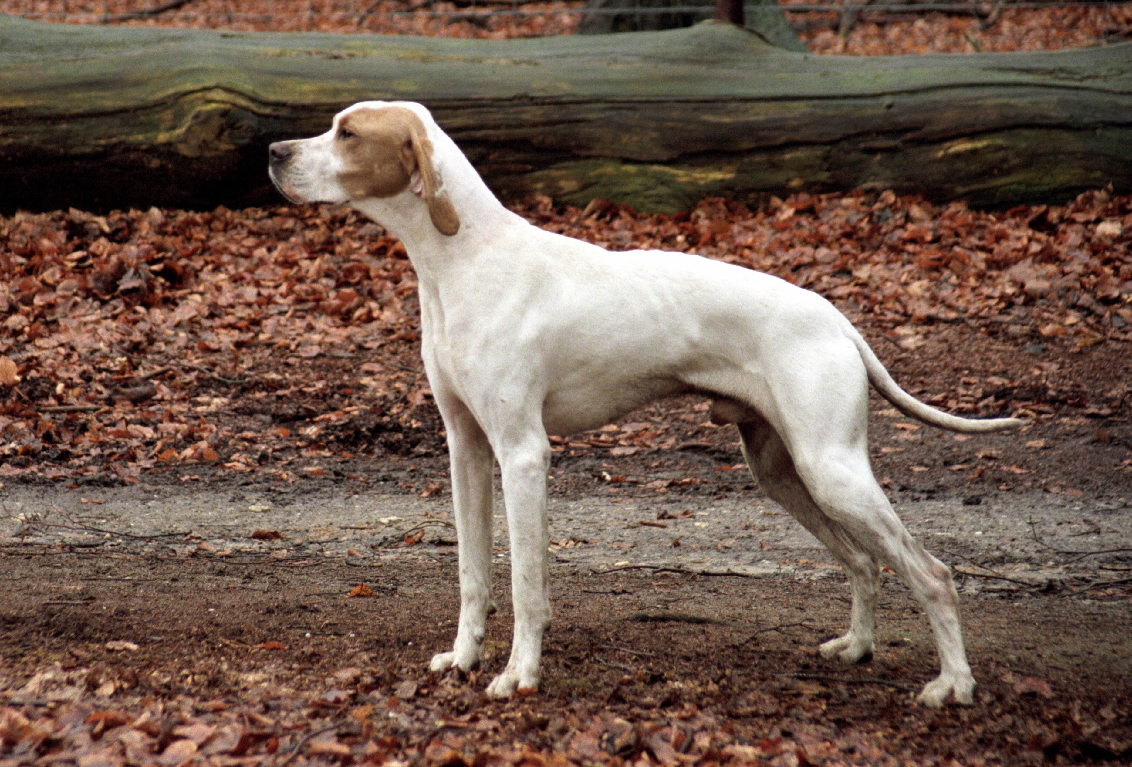Описание английской породы собак пойнтер: внешность, поведение, дрессировка