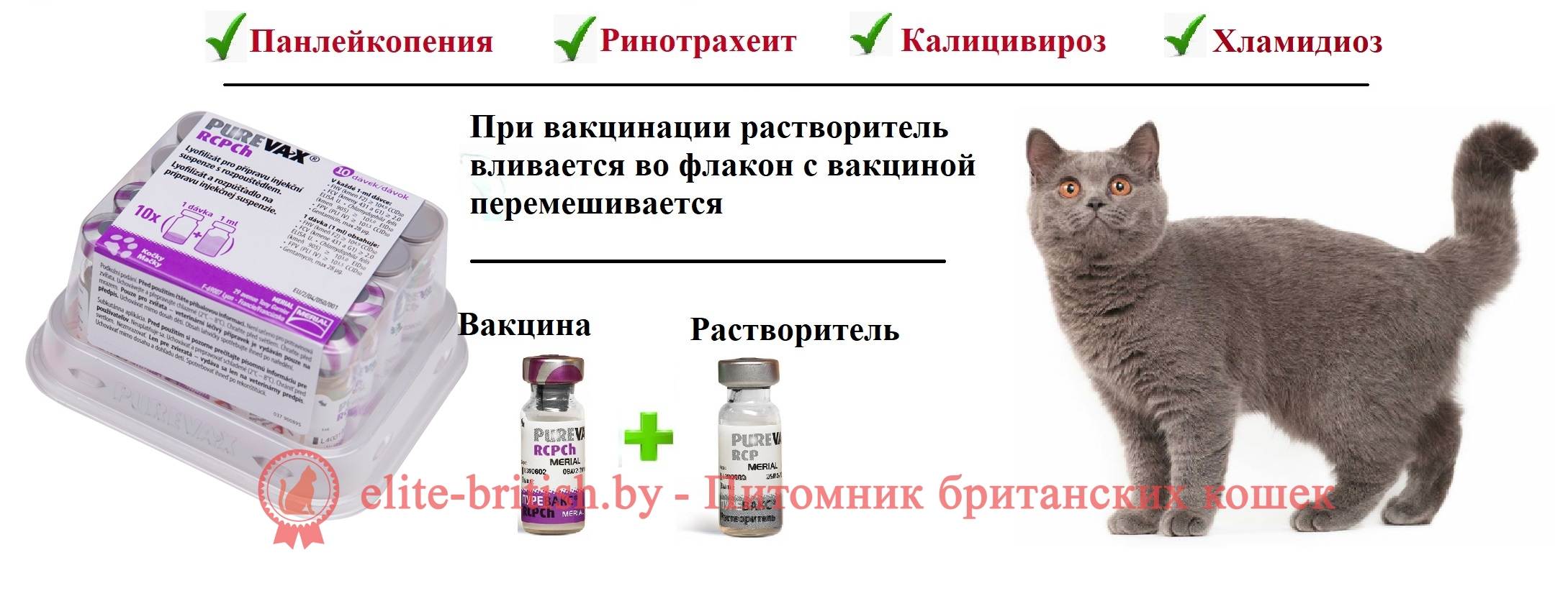 Цены прививок для котят