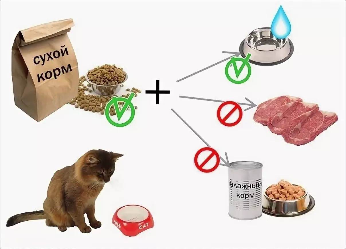 Как размачивать сухой корм для кошек, мифы о вреде