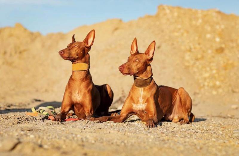 Египетская порода собак, которая похожа на анубиса: внешний вид, стандарты
