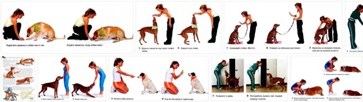 Список базовых команд для дрессировки и как научить им собаку
