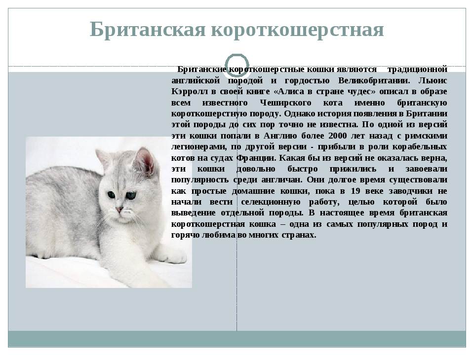 Кошки невские: описание породы, характер, особенности ухода, история выведения