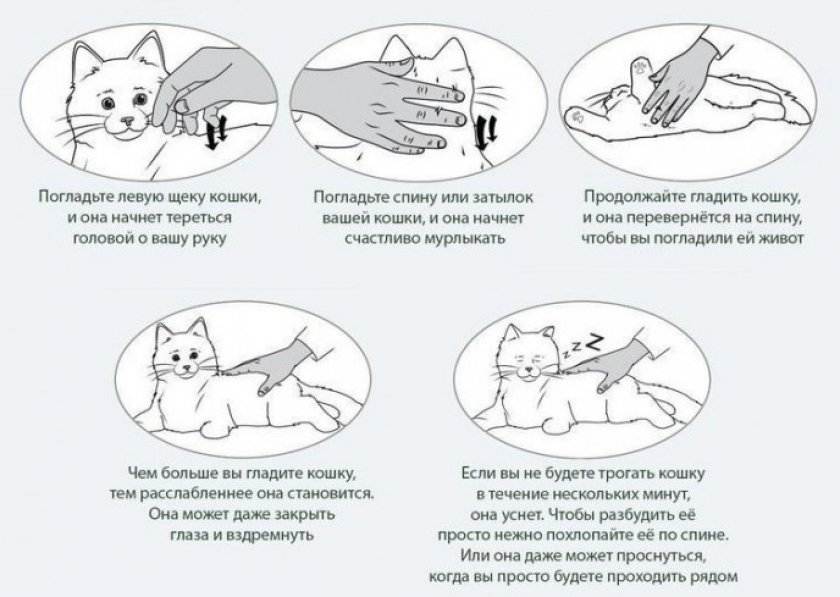 Почему мурлыкают кошки - основные причины мурлыканья котов и подробное объяснение каждой из них + интересные факты о жизни питомцев