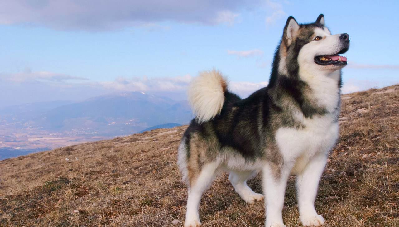Аляскинский маламут: подробно о породе, фото собаки, щенки