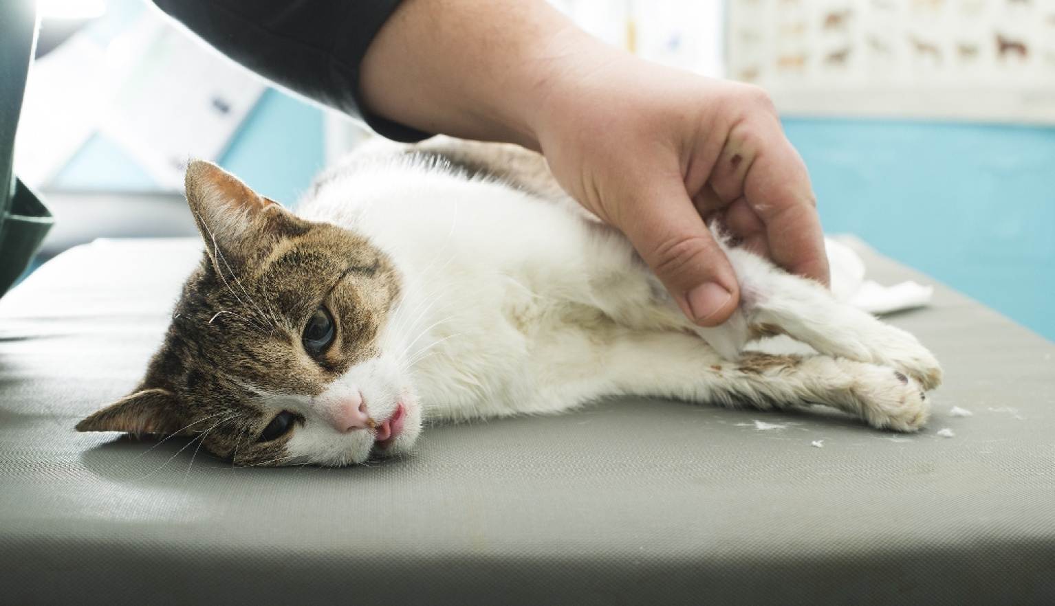 Абсцесс у кошек: причины появления, лечение в домашних условиях