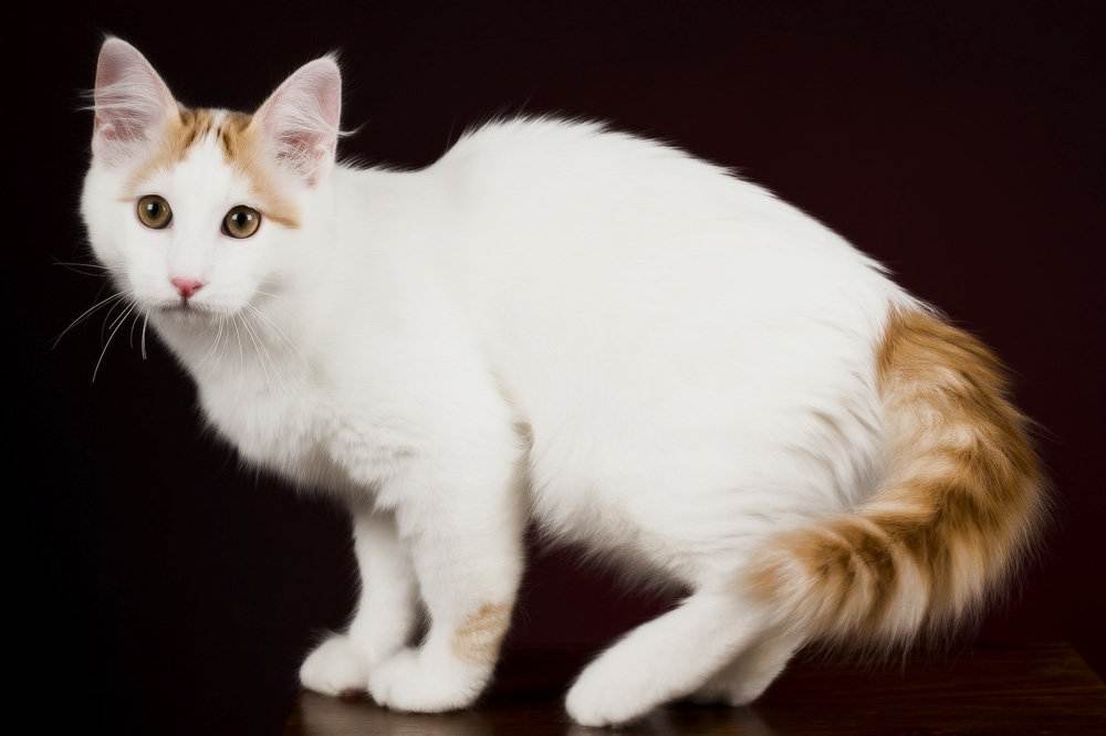 Порода кошки турецкий ван: характеристики, фото, характер, правила ухода и содержания - petstory