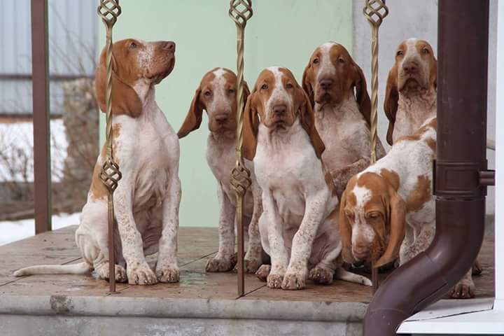 Итальянский бракк: характеристики породы собаки, фото, характер, правила ухода и содержания