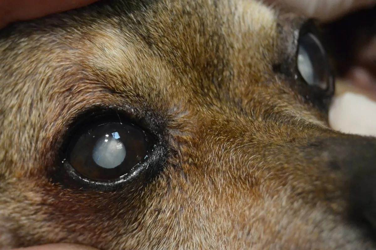 Ожог глаз у кошек и собак