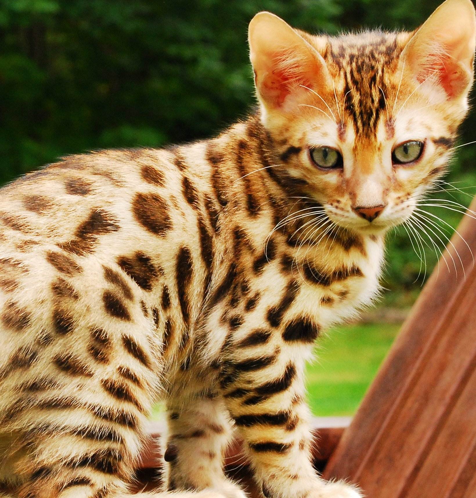 Породистые кошки пятнистого окраса, похожие на леопарда