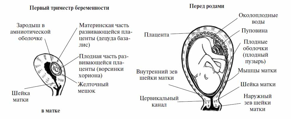 Цервикальный канал у женщин где находится рисунок и что это значит