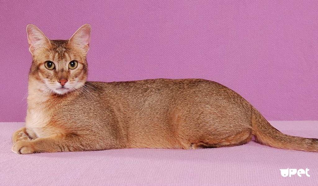 Чаузи: описание породы кошек, характер, здоровье (с фото и видео)