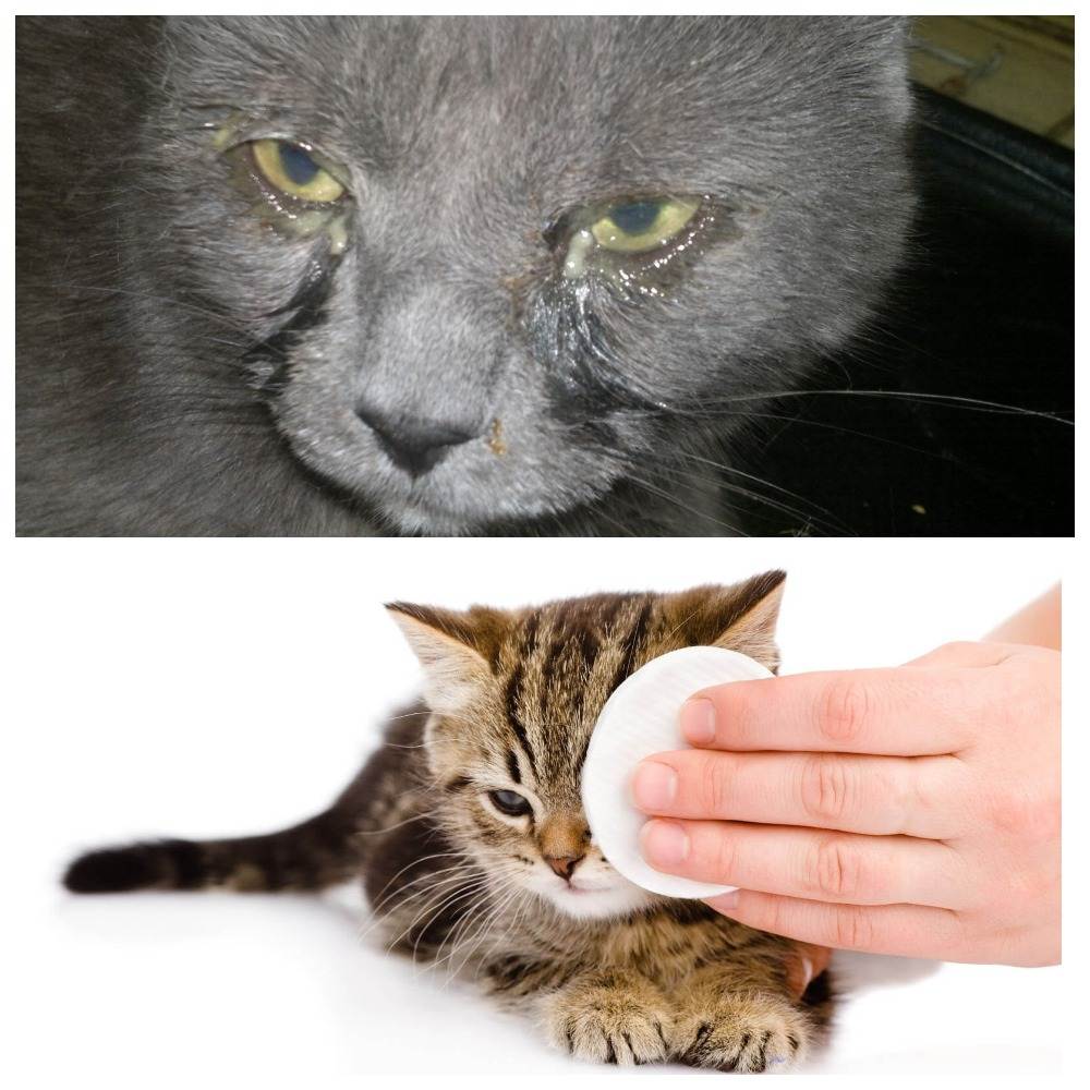 Симптомы и лечение обезвоживания у кошки | муркоша
