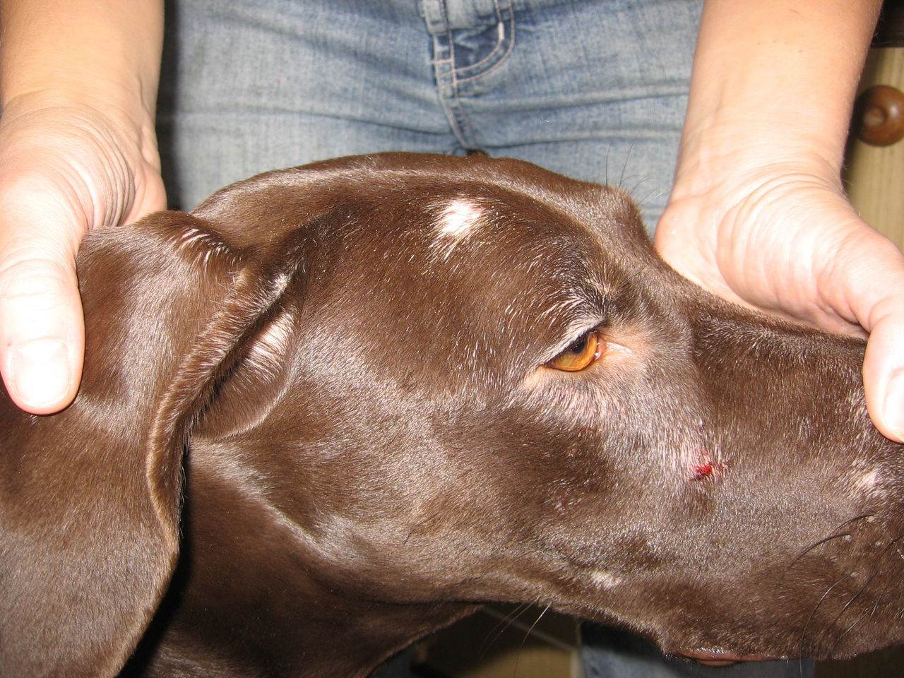 Демодекоз собак: причины, симптомы, профилактика | блог ветклиники "беланта"