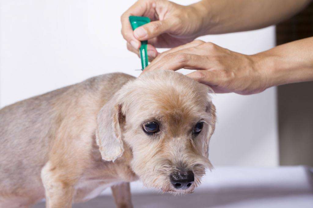 Описание дерматита у собак: причины, симптомы, виды и лечение недуга с фото