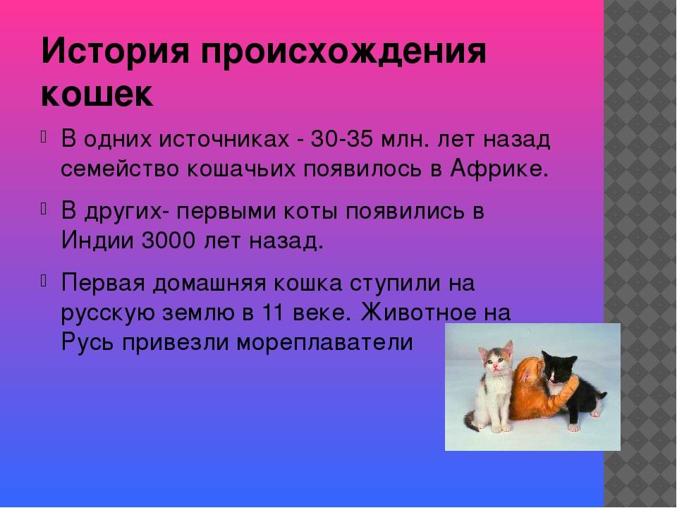 Откуда появились кошки на земле - kotiko.ru