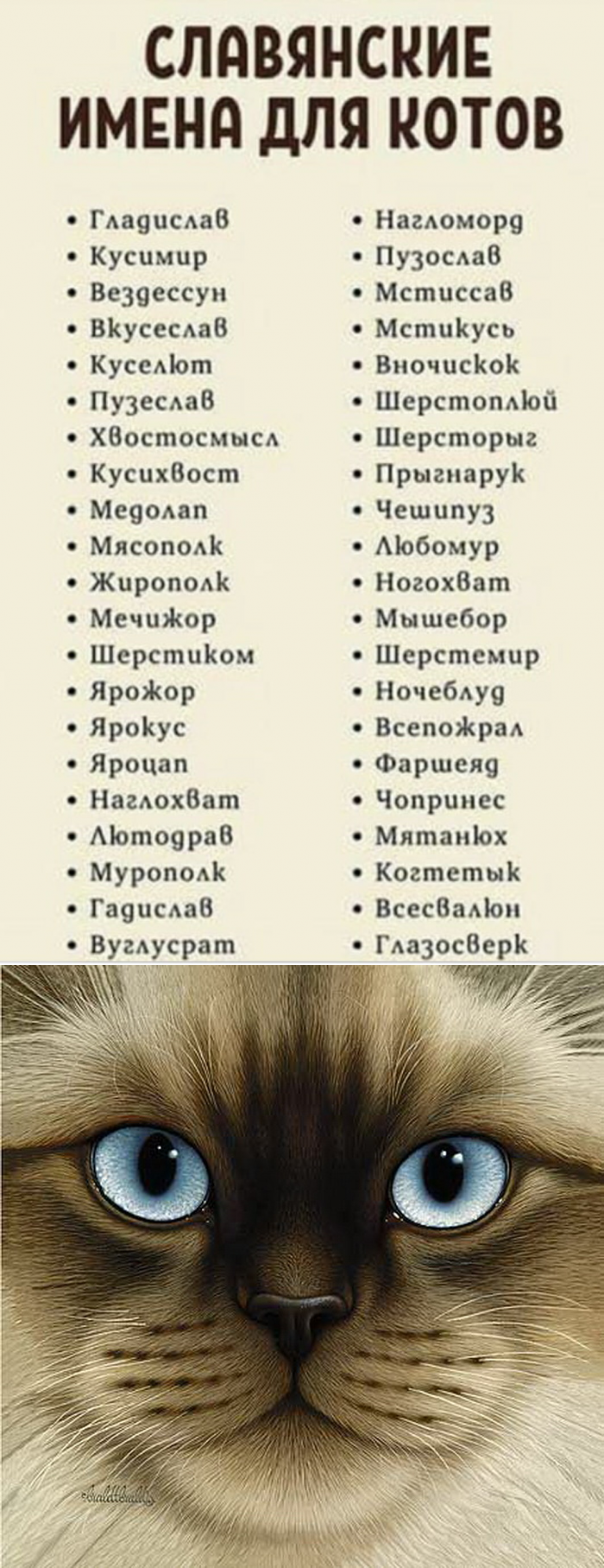 Как назвать кошку: топ лучших кличек и имен с советами, как оригинально назвать кошку или кота