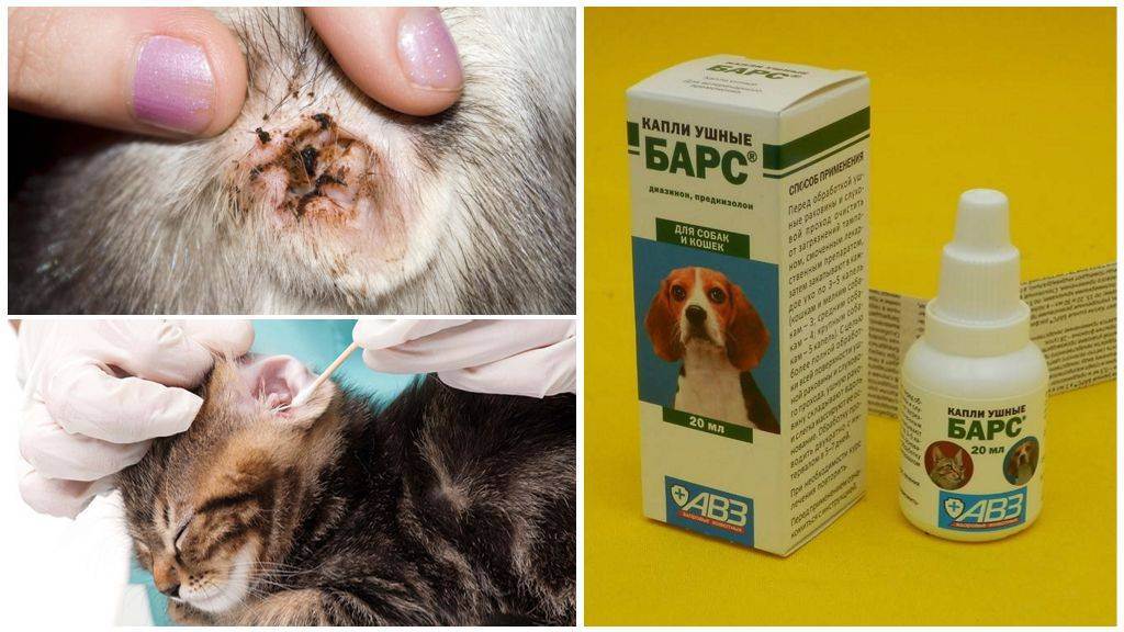 Симптомы и признаки ушного клеща у кошек. говорим об отодектозе | ваши питомцы