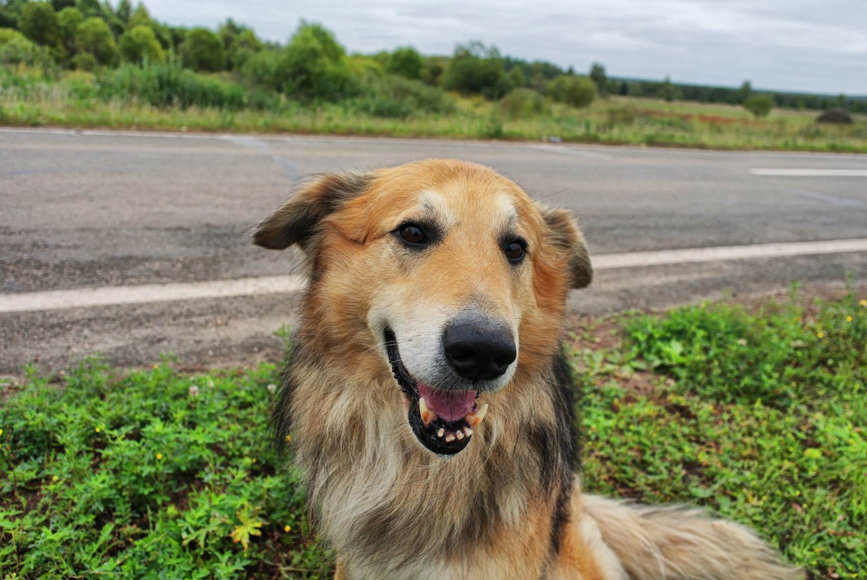 Собака дворняжка — все о беспородных дворнягах и их щенках, фото, отзывы