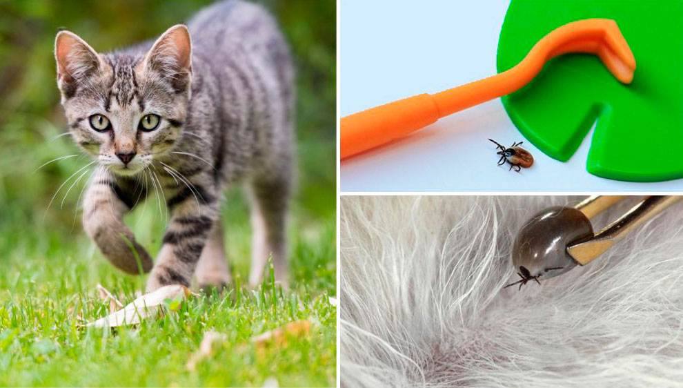 Как в домашних условиях вытащить у кота клеща: правила удаления паразита