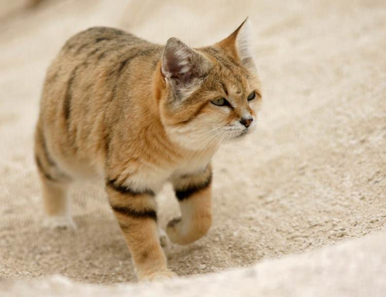 Барханный кот: образ жизни, среда обитания, проживание в квартире