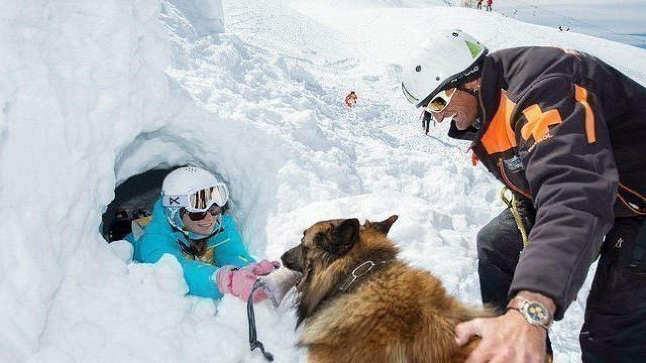 Бочонок на шее у сенбернара — что несет горный спасатель пострадавшим в снегах