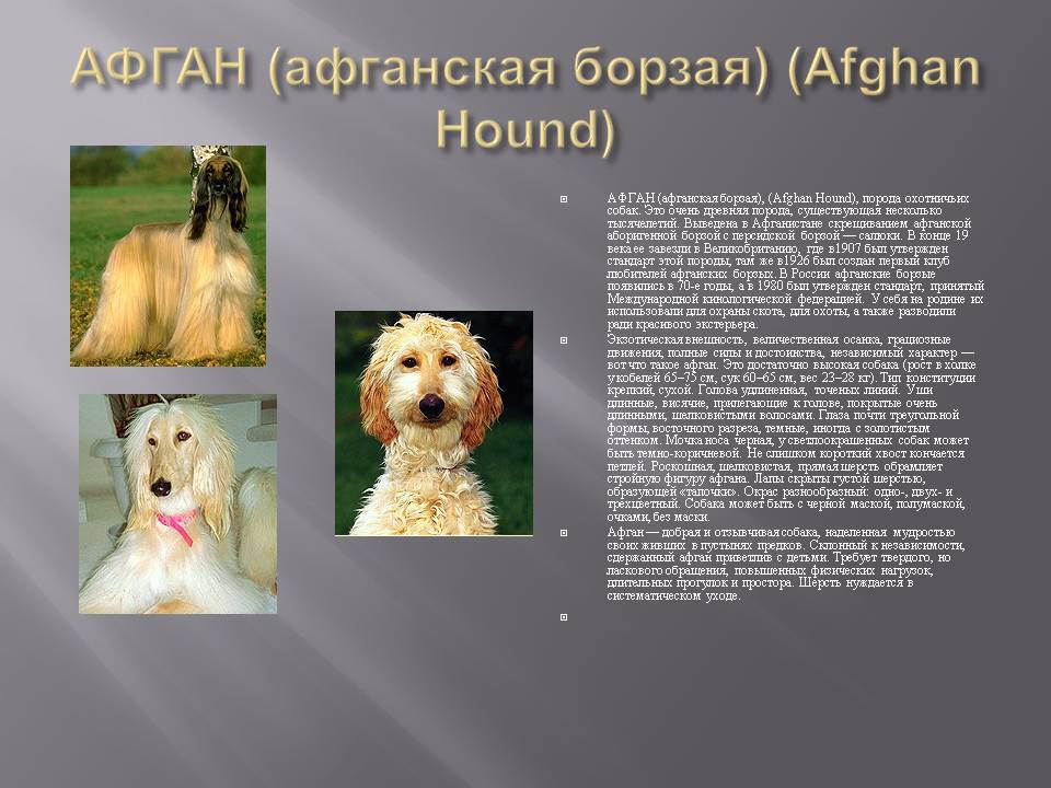 Афганская борзая: описание породы, характер собаки и щенка, фото, цены