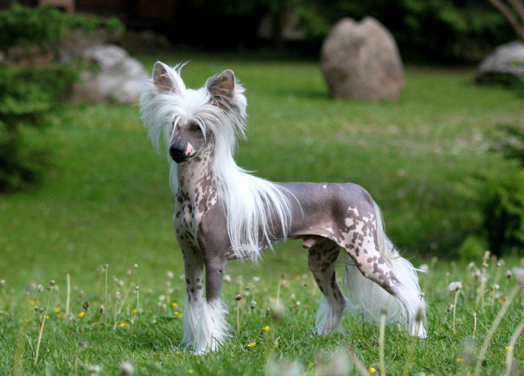 Китайская хохлатая собака - описание породы с отзывами, фото и видео