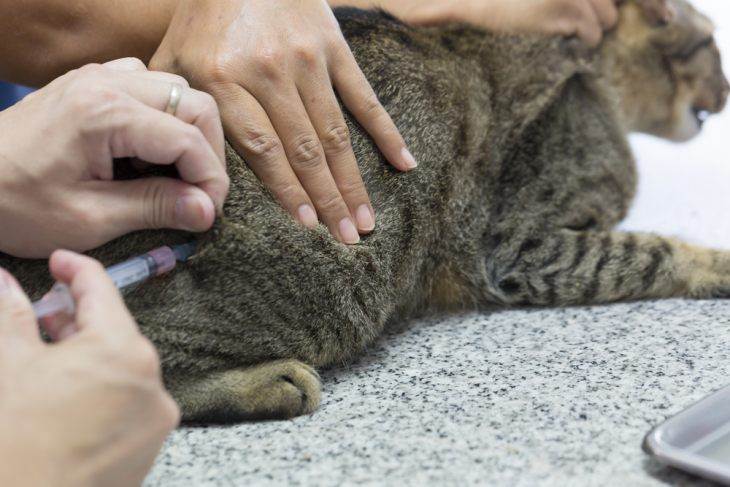 Чем лечить укус кошки - первая помощь, когда обращаться к врачу