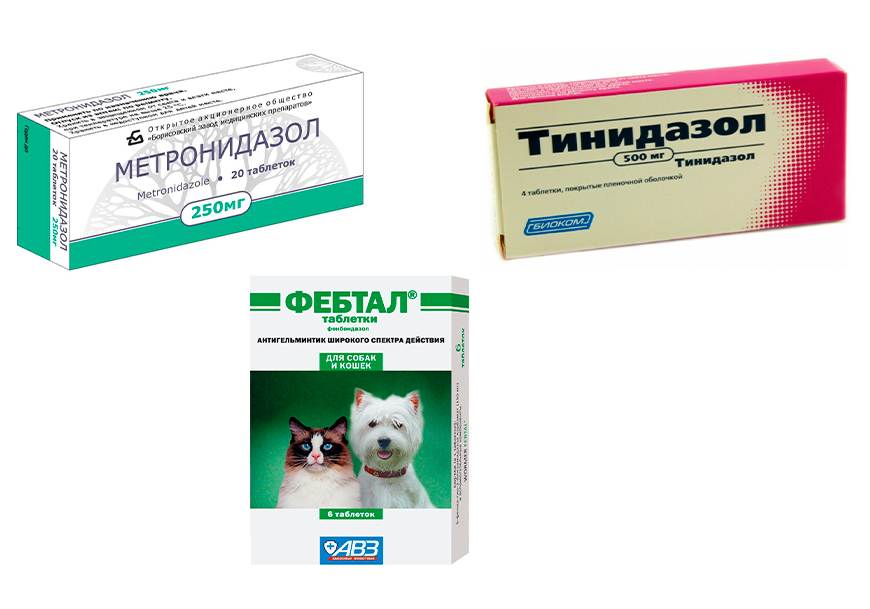 Лямблиоз у кошек - симптомы, диагностика, лечение и профилактика! | caticat.ru