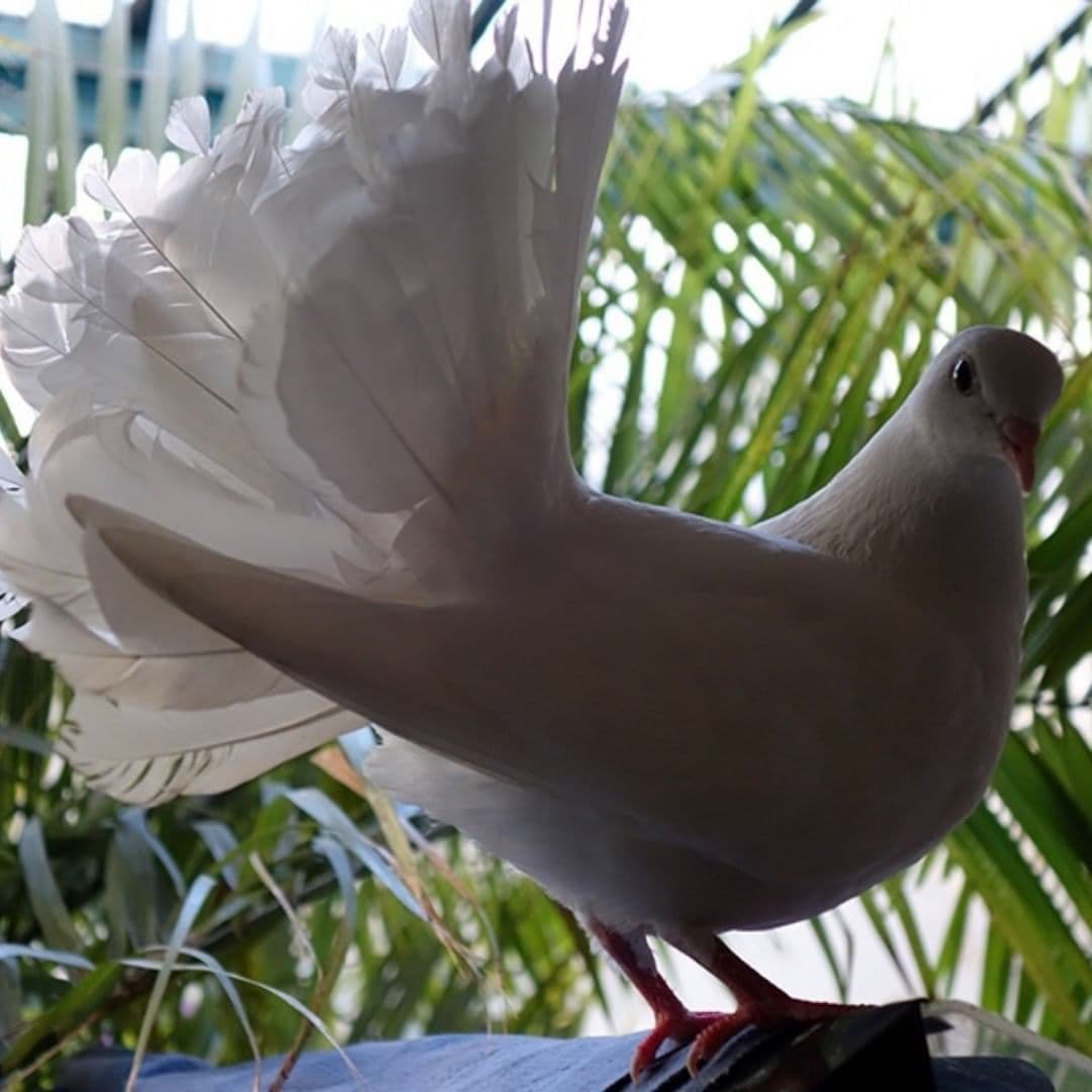 Знакомимся с породами голубей и их названиями по фото