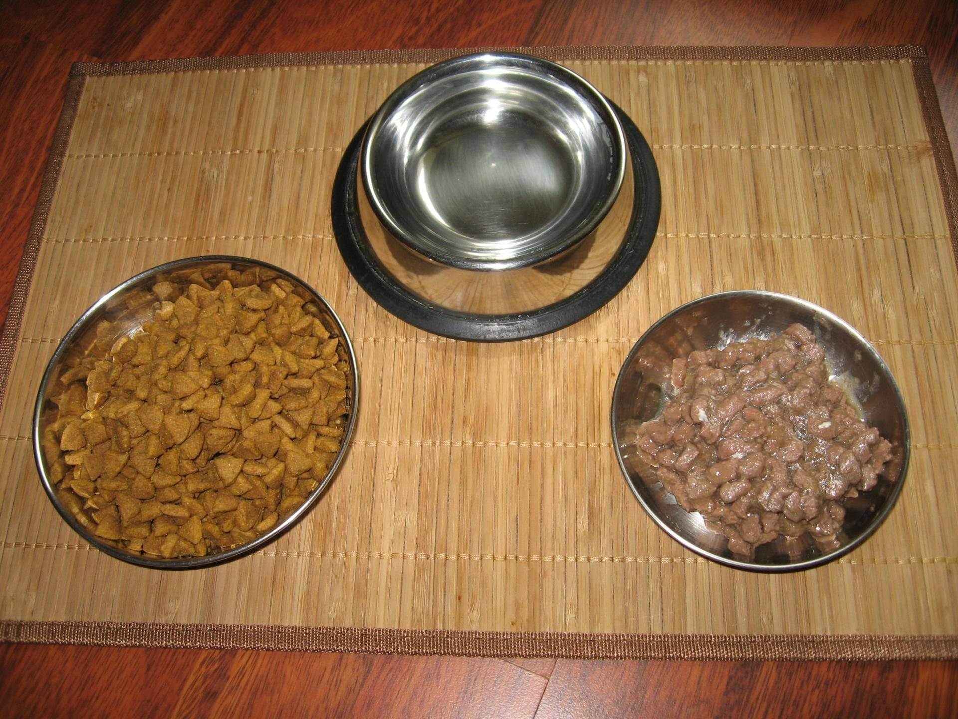 Сухой корм и мясо собакам: можно ли давать вместе?