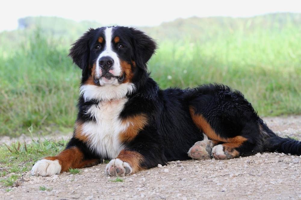 Бернский зенненхунд — собака с добродушным нравом