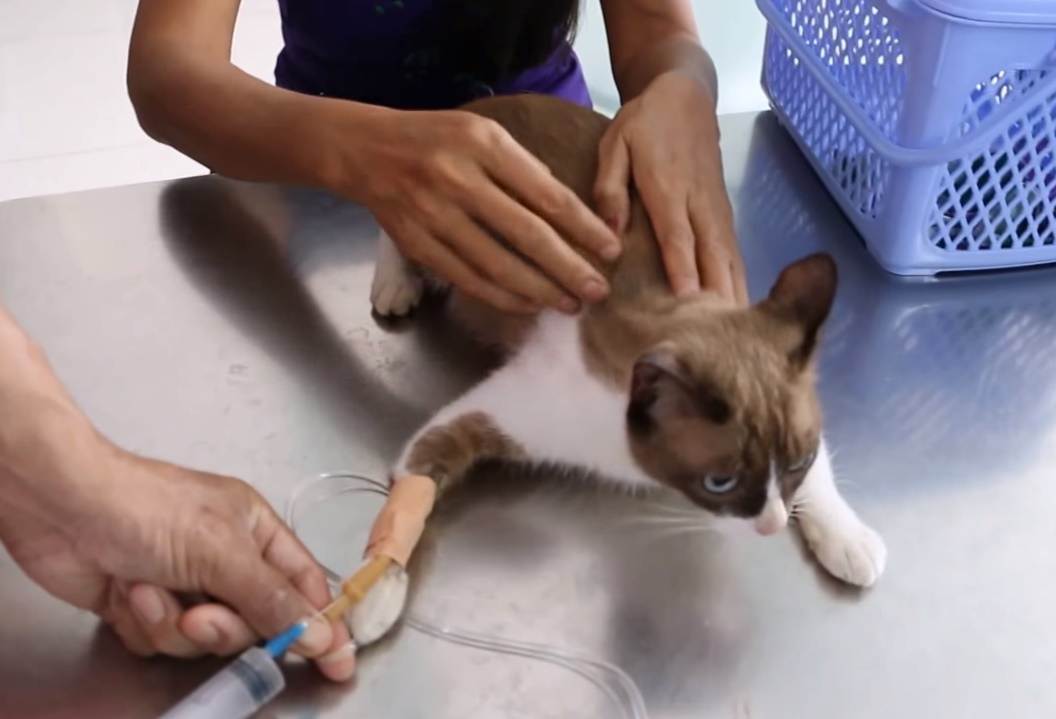 Пиометра у кошек - симптомы и лечение
